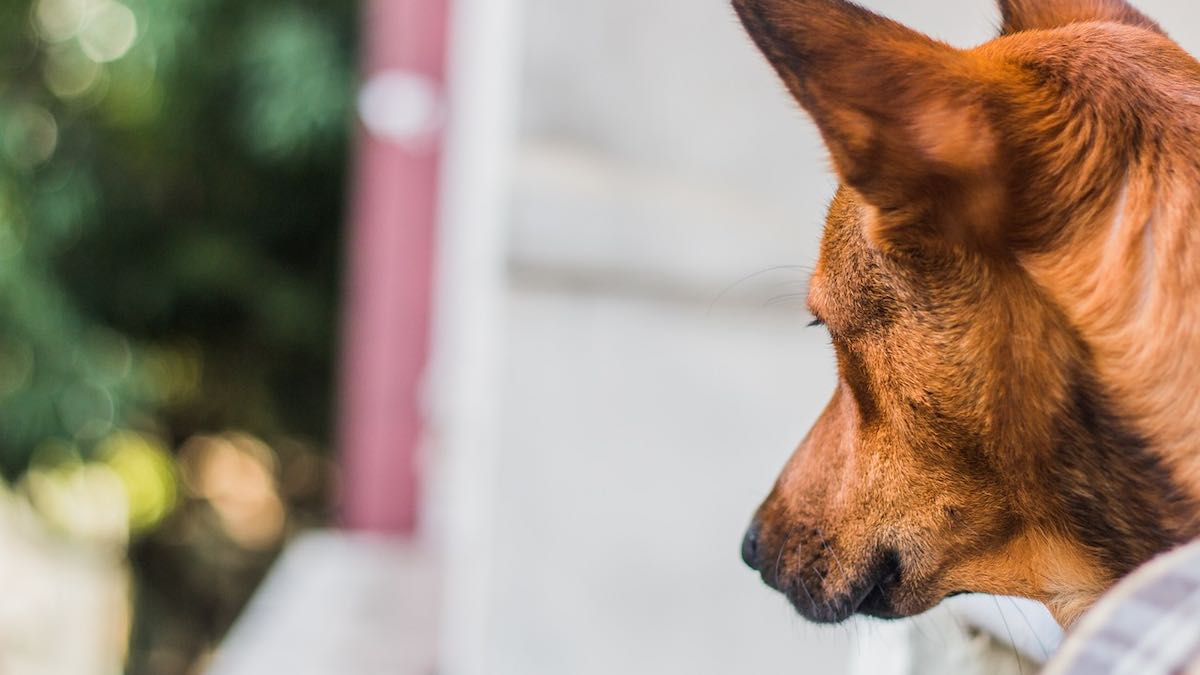 La sindrome della coda rotta nel cane