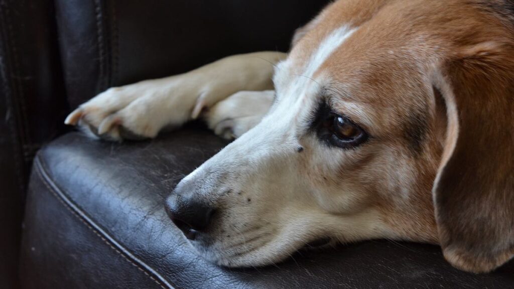 Togliere le spine dal cane