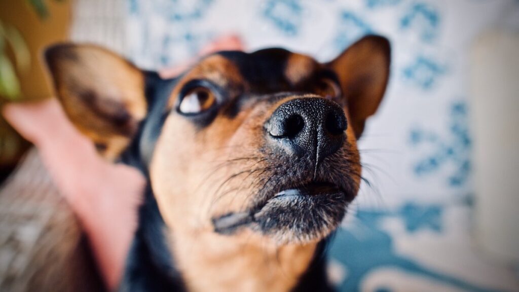 I baffi del cane si possono tagliare?