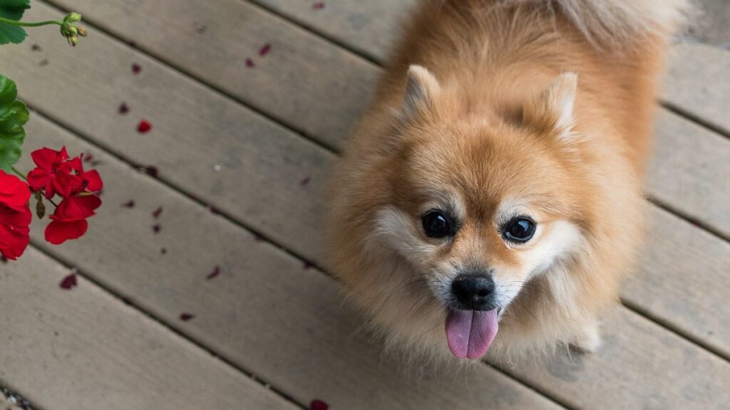 In che modo tagliare le unghie dei cani