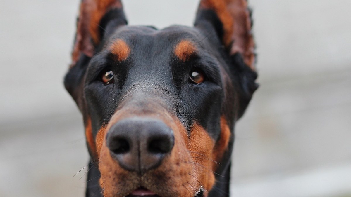 Perché alcuni tagliano le orecchie al cane