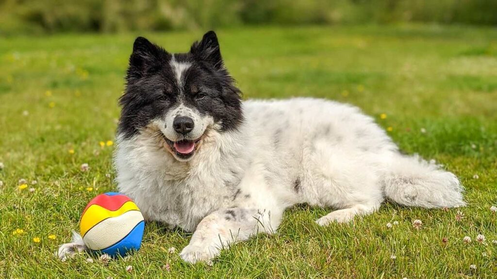 Le zecche nel cane