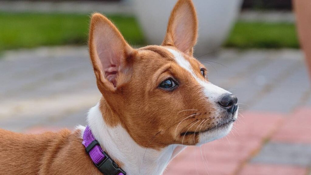 La razza del cane Basenji