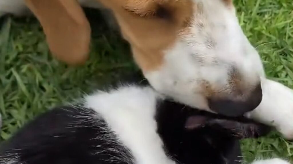 La Beagle e il gattino randagio