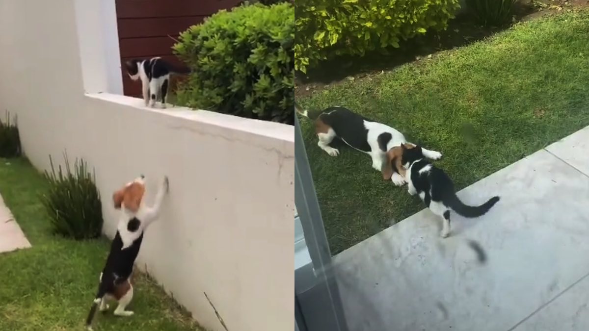 L'amicizia tra la Beagle e il gattino randagio