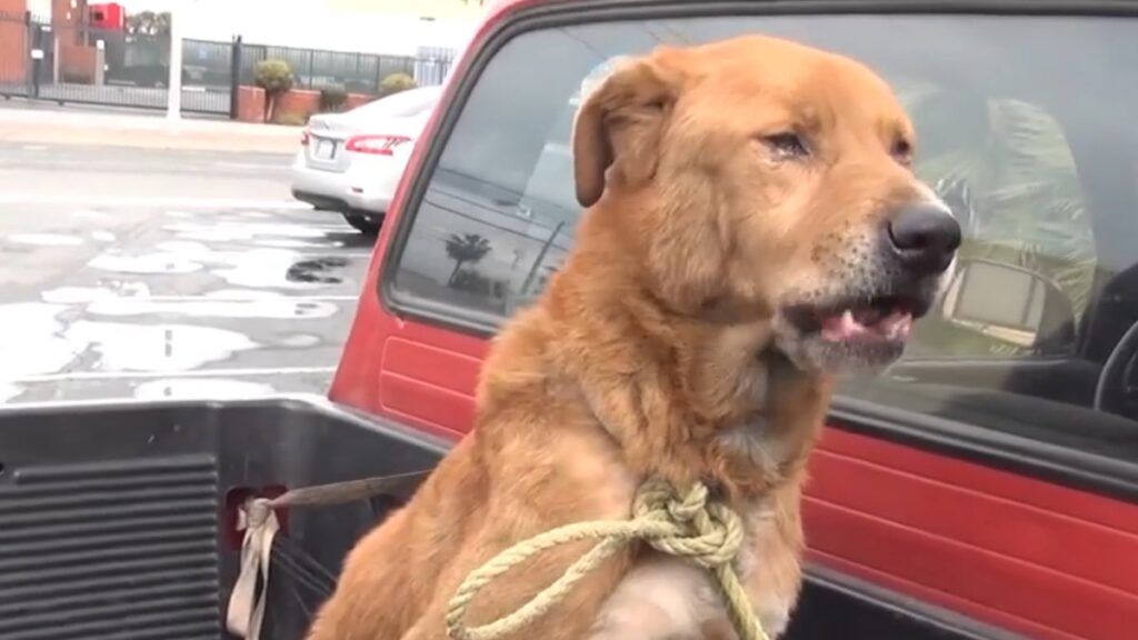 Il cagnolone Ray abbandonato in California