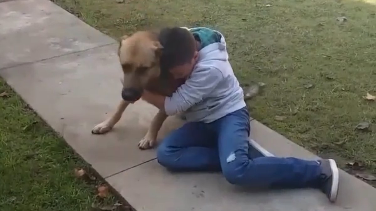 Il cagnolone Jack torna a casa dopo otto mesi