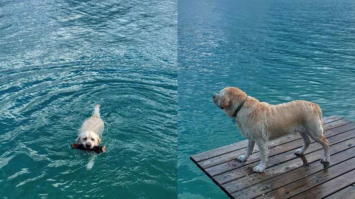 Il dolce cagnolone Max in acqua