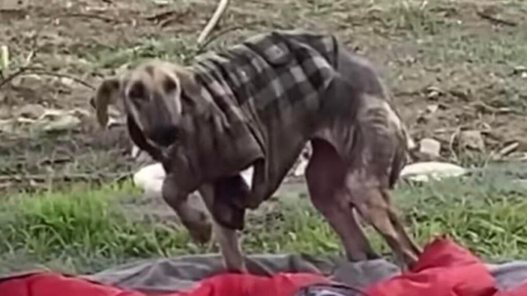 La cagnolina Moonie abbandonata con una vecchia giacca