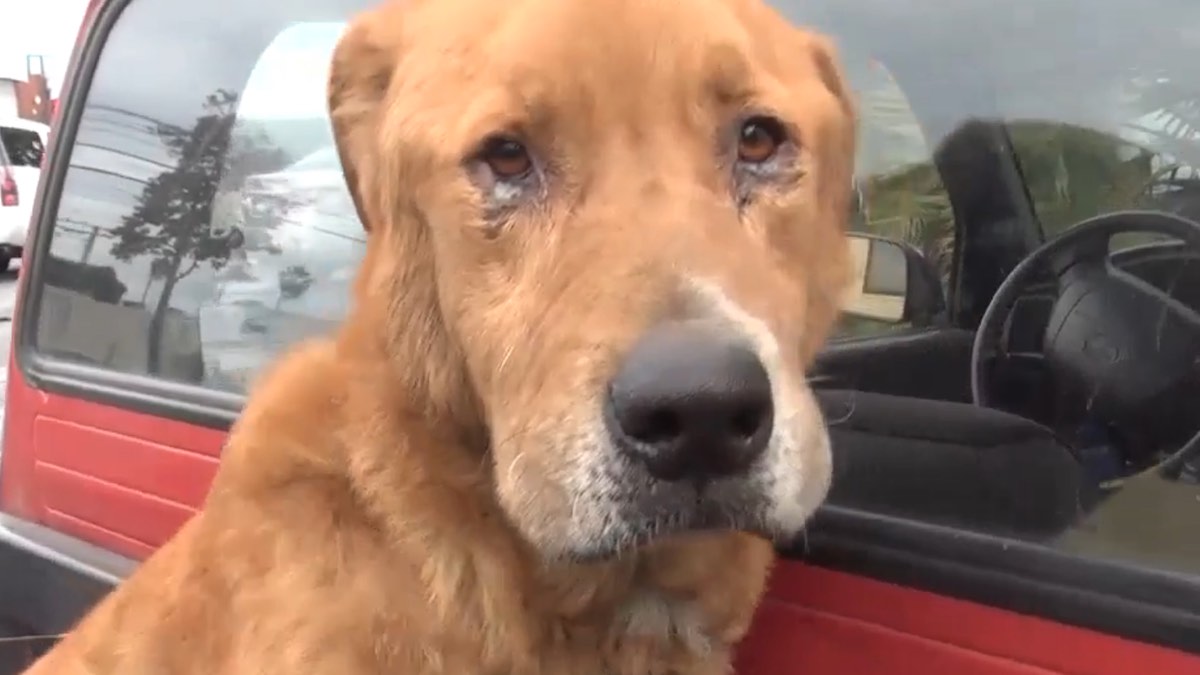 Il cagnolone Ray abbandonato in California