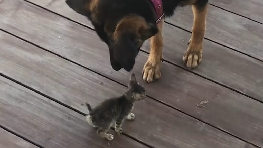 Toast e il micio, un grande affetto