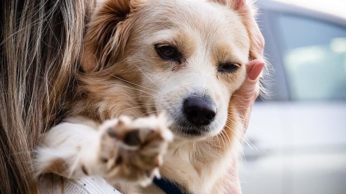 Perché i cani non vogliono essere abbracciati