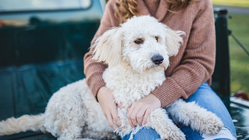 L'abbraccio del cane: perché preferisce di no?