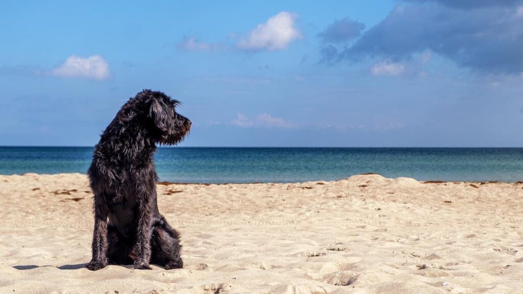 Cosa sapere sull'acqua del mare e il cane