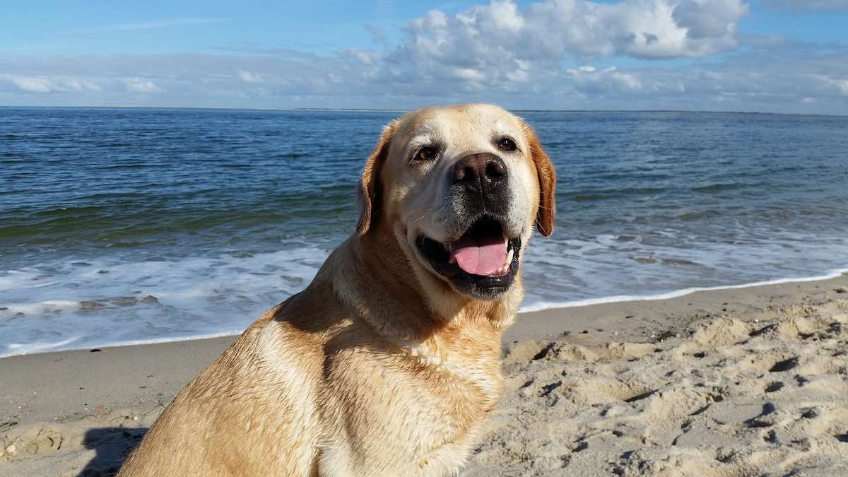 L'acqua del mare è pericolosa per i cani?