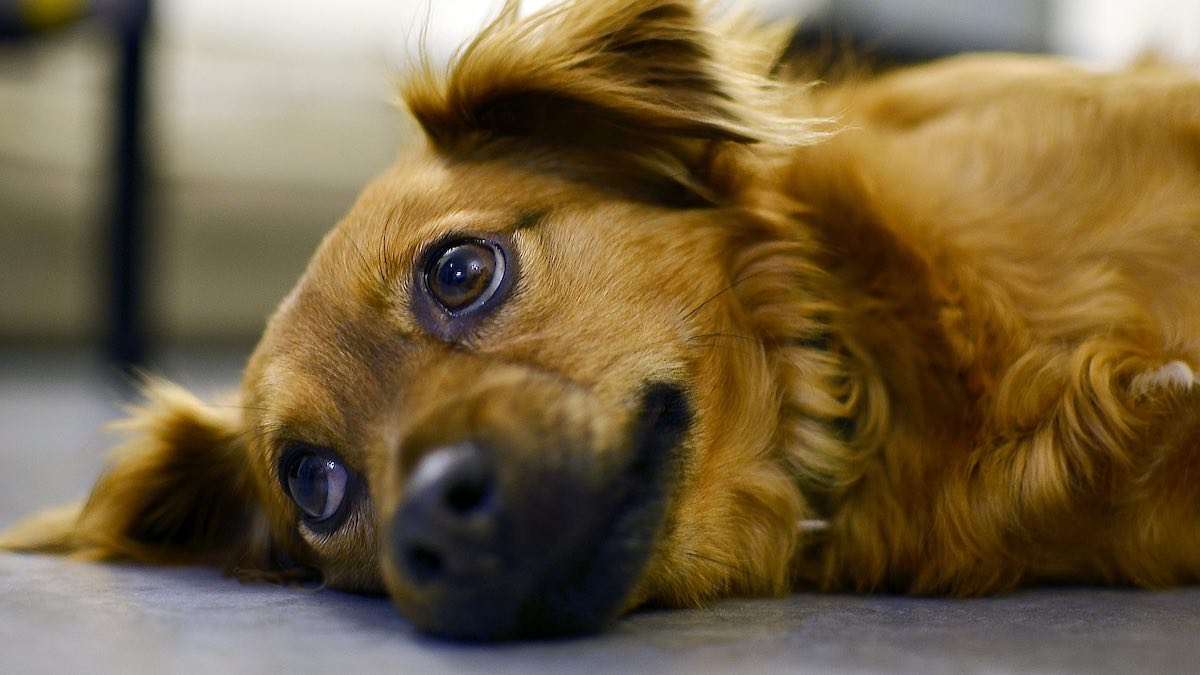 Quali sono gli alimenti tossici per il cane