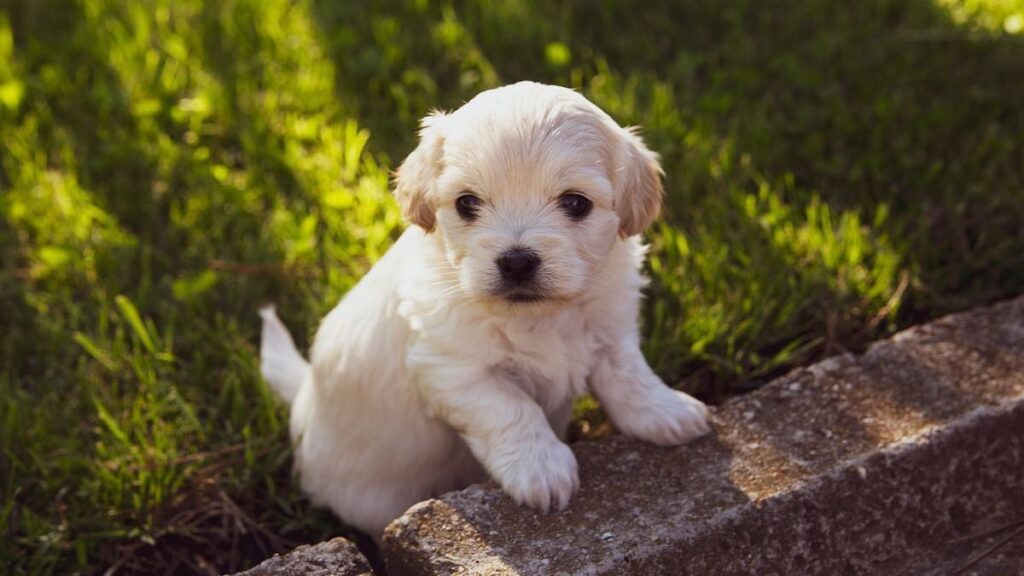 Come riconoscere l'allergia alimentare nel cane