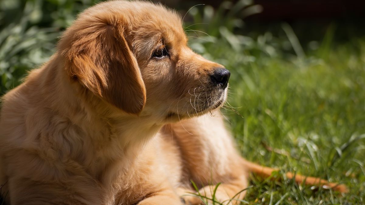 I sintomi delle allergie alimentari nei cani