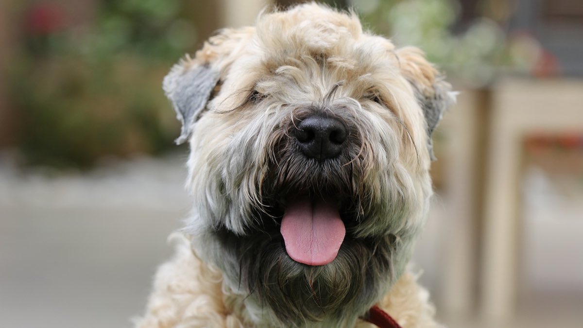 Le manifestazioni dell'alopecia nel cane