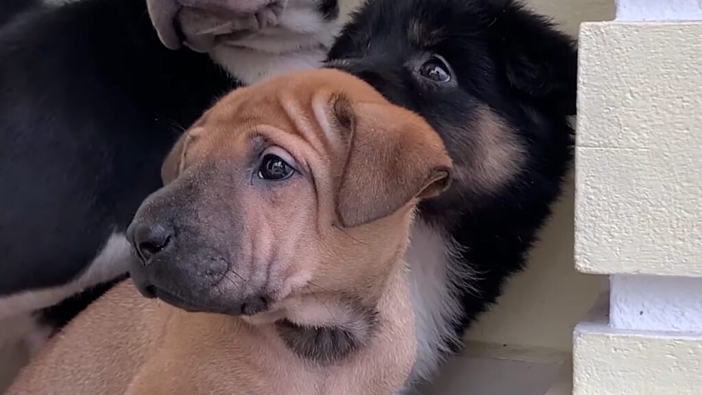 Gli amici randagi di un cagnolino furbo