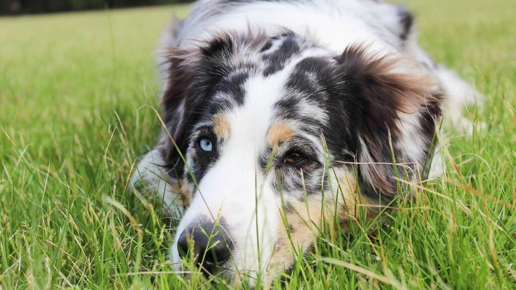 I segni dell'ansia da separazione nei cani