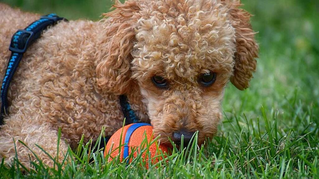 I benefici del gioco per il nostro cane