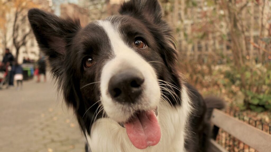 Le cause dei borboglii di pancia nel cane