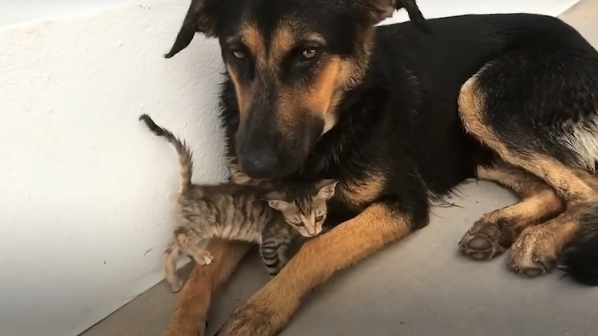 La cagnolina Toast e il gattino randagio