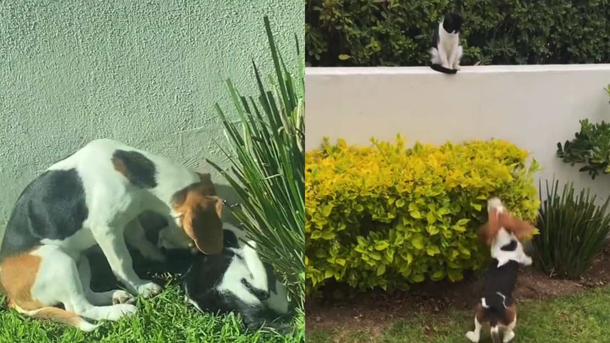 Un cagnolino ha adottato un gattino