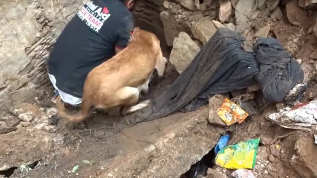 La cagnolina che aiuta i soccorritori a salvare i suoi cuccioli