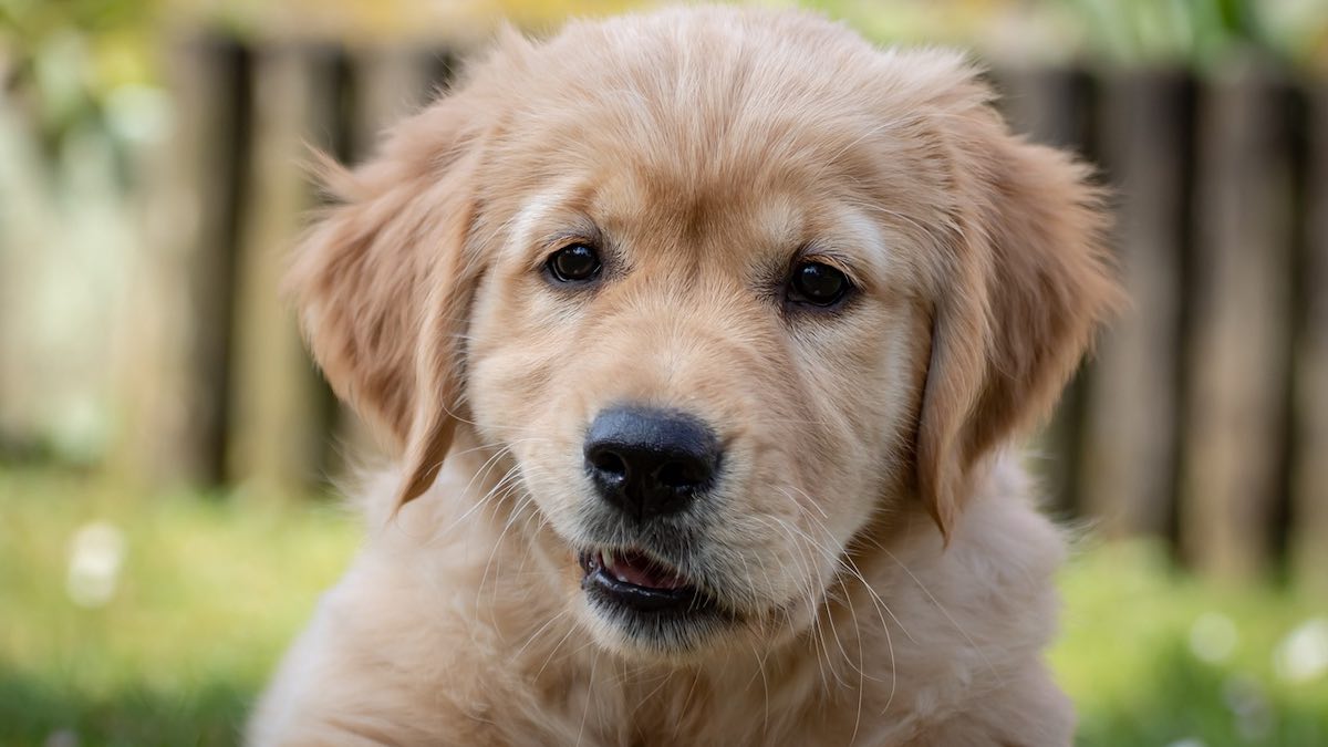 Perché la cagnolina monta la gamba