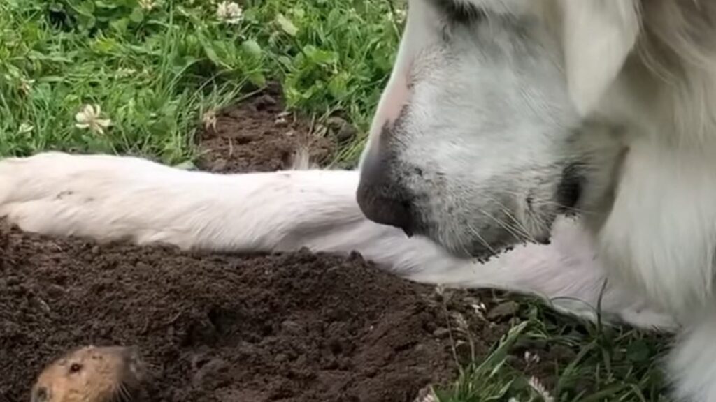 La simpatica cagnolina e una sua amica talpa