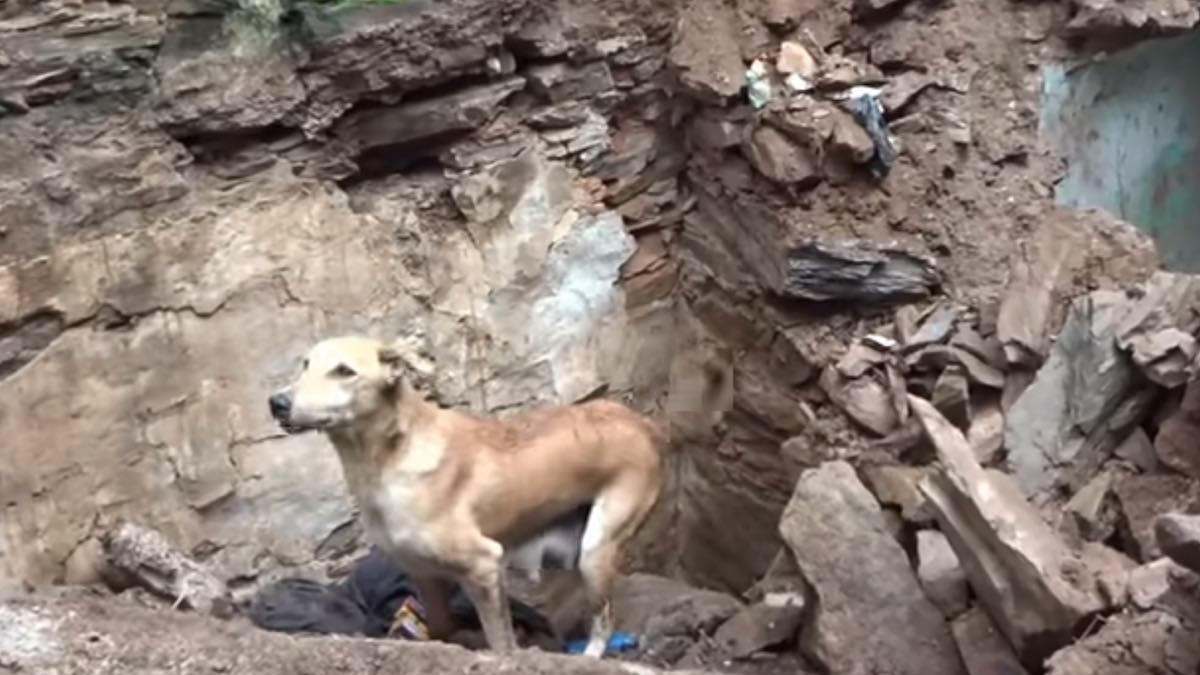 La cagnolina aiuta i soccorritori tra le macerie