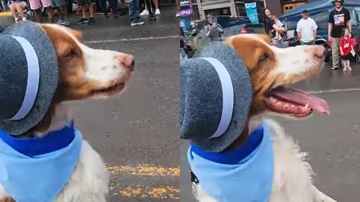 Il cagnolino Dexter senza una zampa