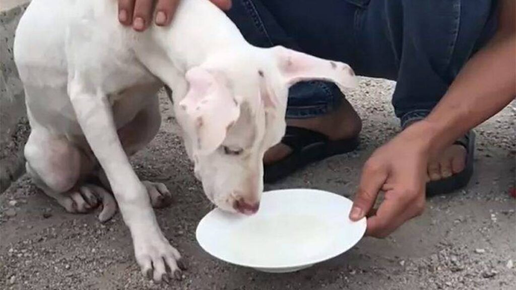 Il cagnolino abbandonato in strada legato in un ponte