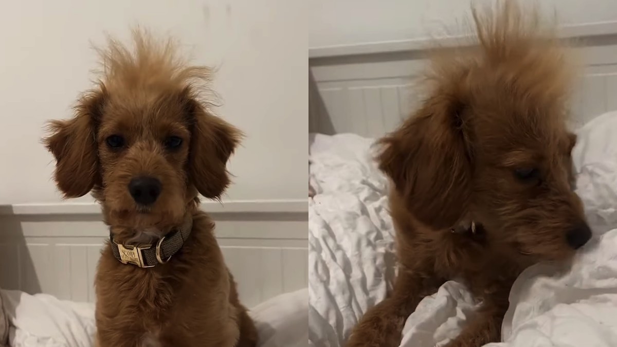 Il cagnolino vanitoso con il look molto particolare