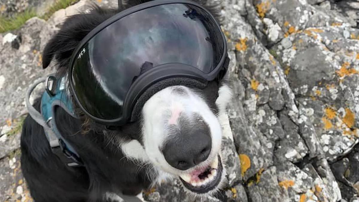 Il cagnolone Gus con gli occhiali speciali