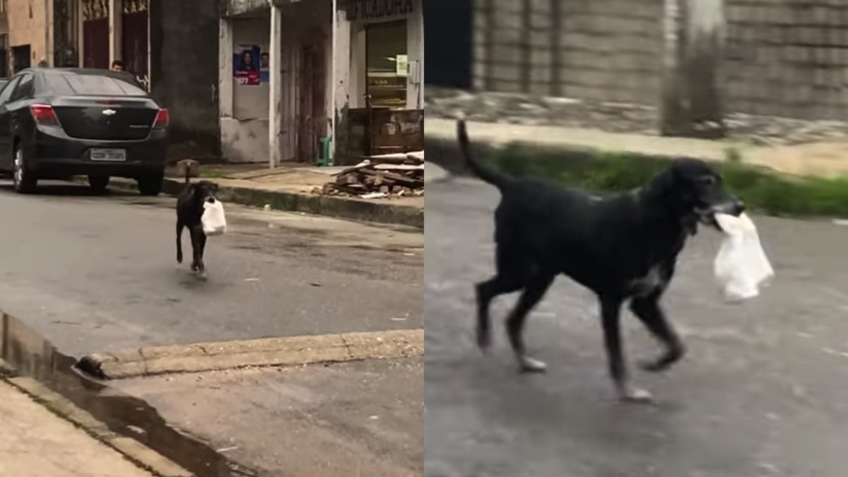 Il cagnolone in Brasile che consegna il pane