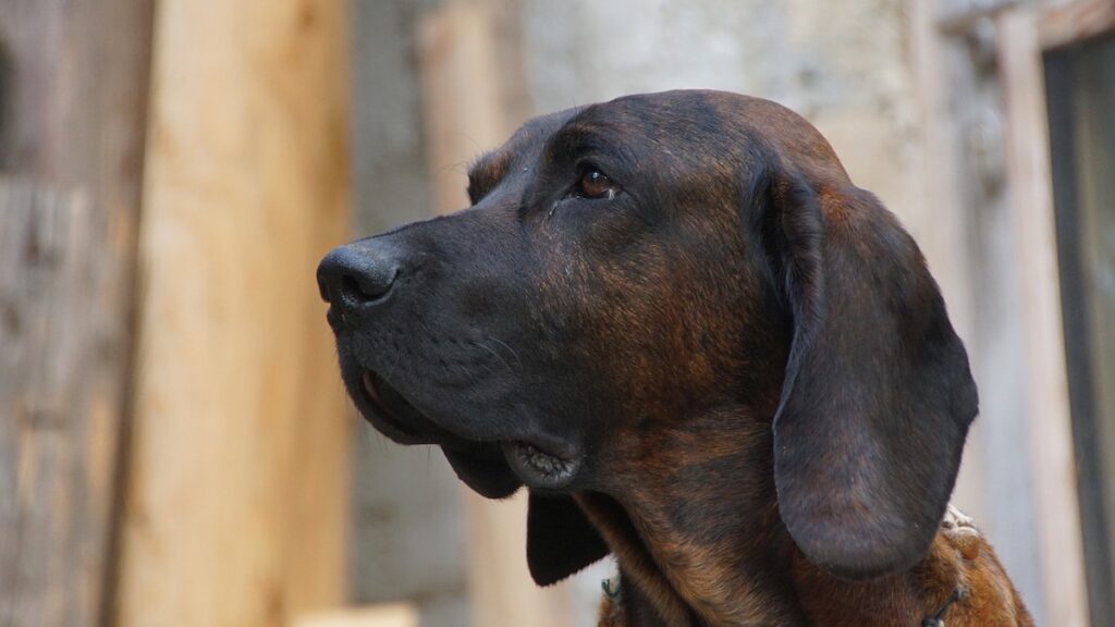 La razza di cane Bloodhound