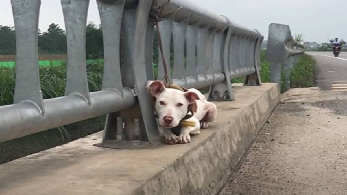 Il cagnolino abbandonato legato alla ringhiera