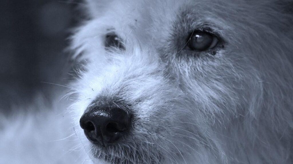 Perché il cane si agita di notte?