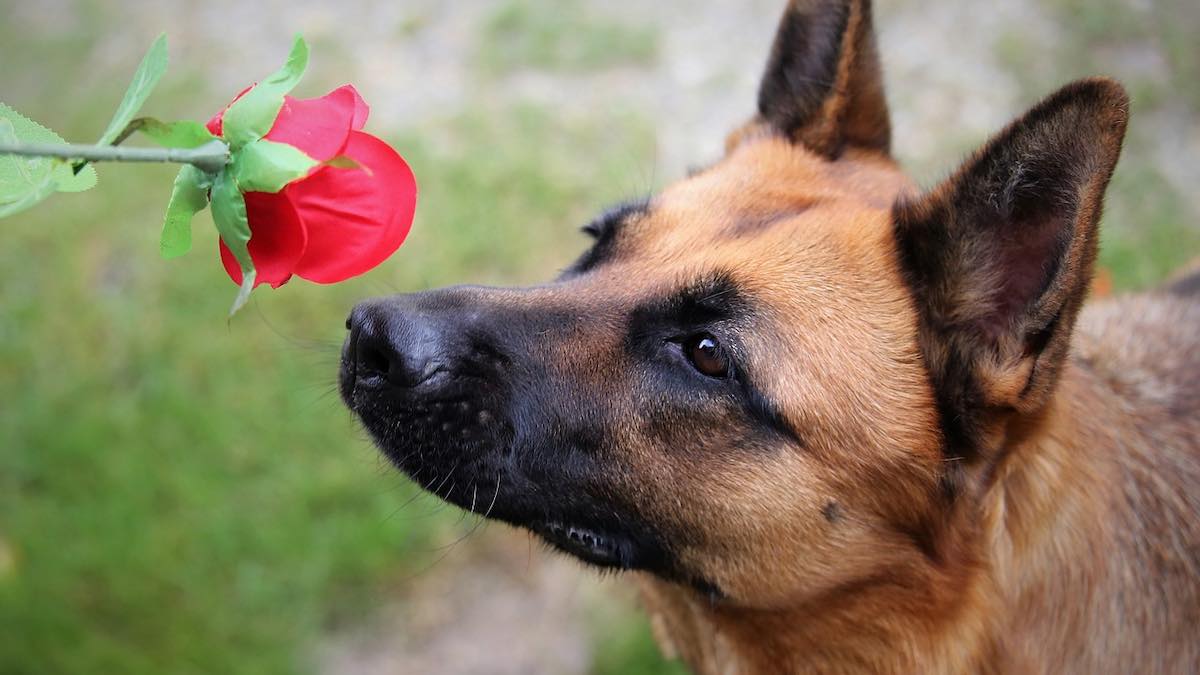 Un cane che annusa