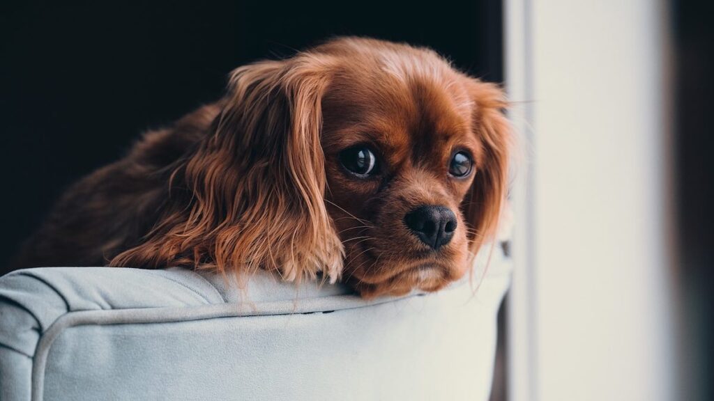 Cosa significa se il cane beve molto