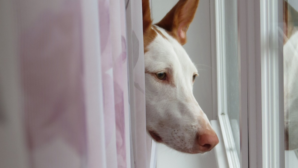 Perché il cane beve molto e perde peso