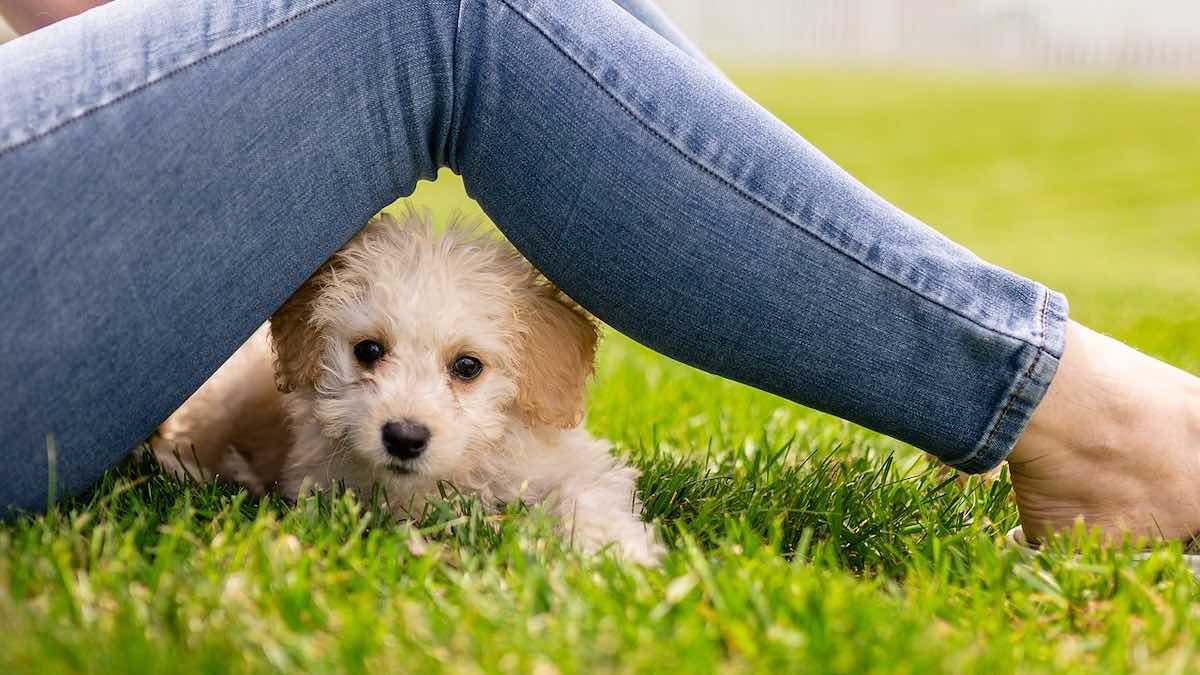 Il cane capisce se la proprietaria ha il ciclo mestruale?