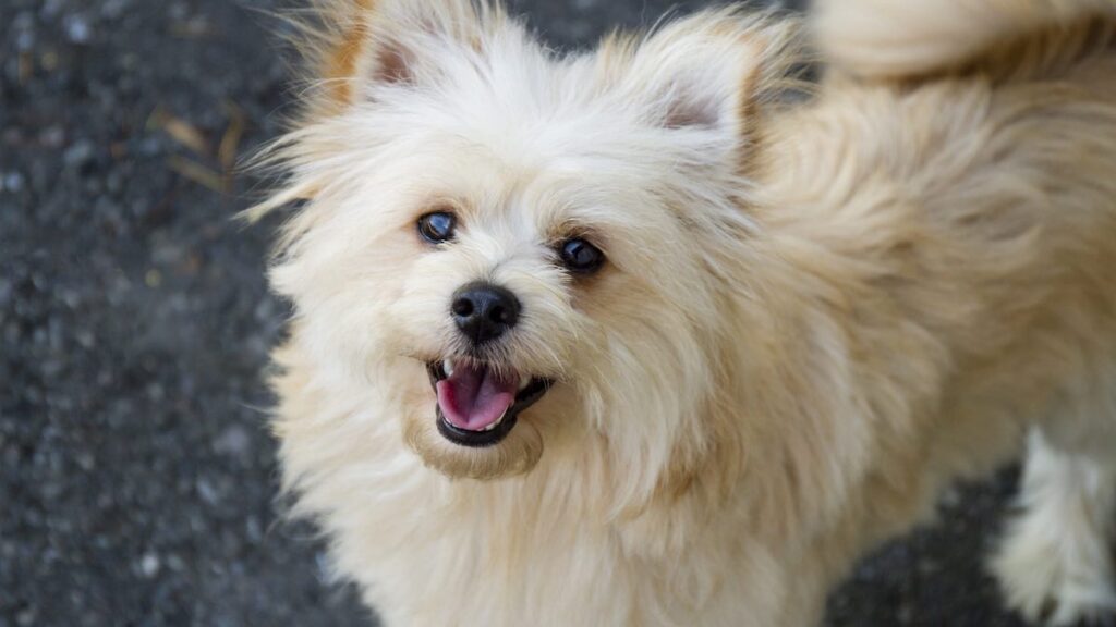 Il cane non vuole camminare, perché?