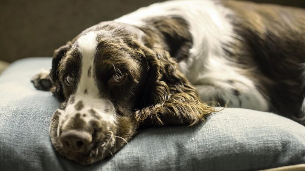 Perché il cane dorme sul cuscino?