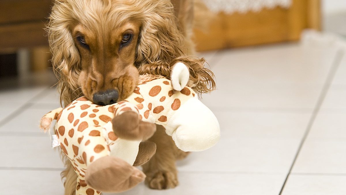 Un cane che gioca