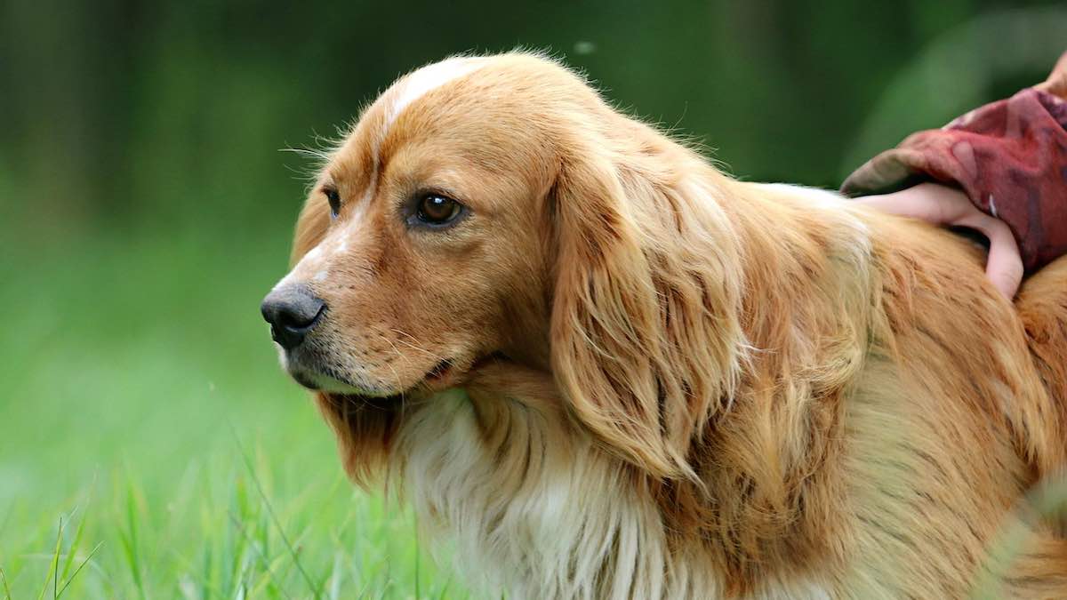 Perché il cane non vuole passeggiare?