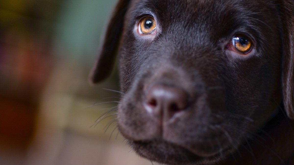 Un cane che scodinzola è sempre felice?